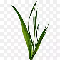 珊瑚剪贴画-草-空若网 珊瑚剪贴画-草-空若网