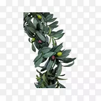橄榄叶树-空若网 橄榄叶树-空若网