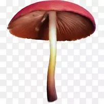 ʳ�þ�������-Ģ��-������