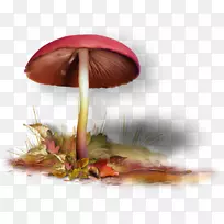 木耳博客剪贴画-蘑菇-空若网 木耳博客剪贴画-蘑菇-空若网