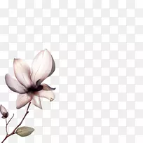 剪贴画图像插画照片-花-空若网 剪贴画图像插画照片-花-空若网