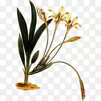 草花盆植物茎库-空若网 草花盆植物茎库-空若网