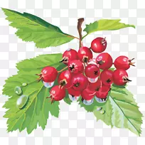 红山楂果实沙棘-空若网 红山楂果实沙棘-空若网