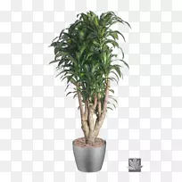 [ҽ]ˮ�ɼ���ֲ���������(Dracaena afrexa var.)��������ֲ��.��԰װ����-������
