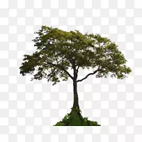 教程照片操作面具adobe创意云树-空若网 教程照片操作面具adobe创意云树-空若网