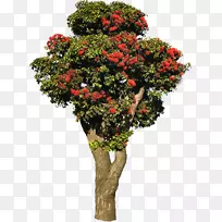 ��ľ����ֲ��ľ��-������