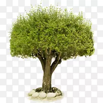 下载树剪贴画-树-空若网 下载树剪贴画-树-空若网