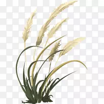 Âó²Ý¿ª»¨Ö²Îï-СÂó-¿ÕÈôÍø Âó²Ý¿ª»¨Ö²Îï-СÂó-¿ÕÈôÍø