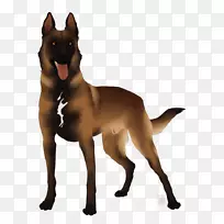 澳洲海狗古犬养殖贱民犬-牧羊犬贝尔加-空若网 澳洲海狗古犬养殖贱民犬-牧羊犬贝尔加-空若网