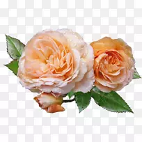 ������õ�壬����ֲ�õ�壬Ǿޱ��-��-������