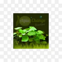 �ݱ�Ҷһ����ֲ�����-Ҷ-������