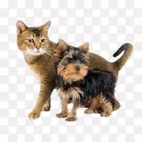 约克郡小狗,小猫,猫食-小狗-空若网 约克郡小狗,小猫,猫食-小狗-空若网