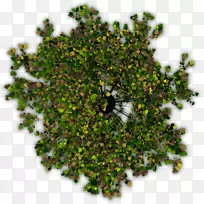 乔木灌木丛图像便携网络图adobe Photoshop树顶-空若网 乔木灌木丛图像便携网络图adobe Photoshop树顶-空若网