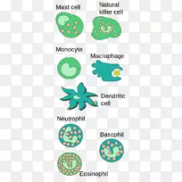 ��Ȼ����ϵͳ�ʴ�ϸ���ȼ���ϸ������ѧ-imuneϵͳ-������