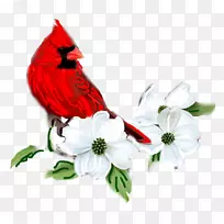 开花山茱萸图红色山茱萸插图.花-空若网 开花山茱萸图红色山茱萸插图.花-空若网