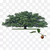 室内植物木本植物电子邮件-活橡树-空若网 室内植物木本植物电子邮件-活橡树-空若网