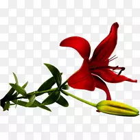 百合png图片插花艺术红百合-空若网 百合png图片插花艺术红百合-空若网