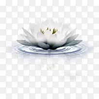 水墨神圣莲花便携网络图adobe Photoshop-nymphaea-空若网 水墨神圣莲花便携网络图adobe Photoshop-nymphaea-空若网