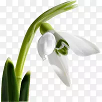 Ñ©µÎ¿ª»¨Ö²Îï±£¼ÓÀûÑÇ-¿ªÐĹû-¿ÕÈôÍø Ñ©µÎ¿ª»¨Ö²Îï±£¼ÓÀûÑÇ-¿ªÐĹû-¿ÕÈôÍø