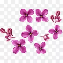 开花植物-李子-空若网 开花植物-李子-空若网