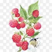 ¹ûºì¸²Åè×ÓËØÃè-¸²Åè×Ó-¿ÕÈôÍø ¹ûºì¸²Åè×ÓËØÃè-¸²Åè×Ó-¿ÕÈôÍø