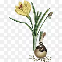 黄花植物水仙花鳞茎摄影-鳞茎-空若网 黄花植物水仙花鳞茎摄影-鳞茎-空若网