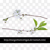 ����������ֲ���ƶ�ʽ����ͼ����-ֲ��-������