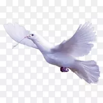 图片gif光景adobe Photoshoppng图片.-空若网 图片gif光景adobe Photoshoppng图片.-空若网