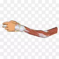 拇指产品医用手套肘手结构解剖-空若网 拇指产品医用手套肘手结构解剖-空若网
