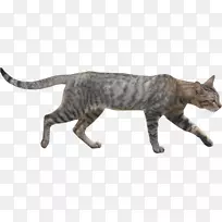 野猫png图片剪辑艺术adobe Photoshop-野猫-空若网 野猫png图片剪辑艺术adobe Photoshop-野猫-空若网