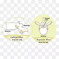 卡通字体动物品牌短信-脊柱侧凸-空若网 卡通字体动物品牌短信-脊柱侧凸-空若网