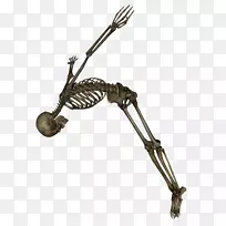 人体骨骼剪贴画-骨骼png图像-空若网 人体骨骼剪贴画-骨骼png图像-空若网