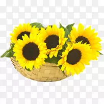 普通向日葵砧木摄影.向日葵油-空若网 普通向日葵砧木摄影.向日葵油-空若网