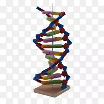 DNA��ѧʵ����������.dnaģ��-������