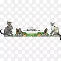 萨凡纳猫索马里猫孟加拉猫品种异国猫品种-空若网 萨凡纳猫索马里猫孟加拉猫品种异国猫品种-空若网