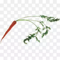 蔬菜胡萝卜夹艺术-胡萝卜-空若网 蔬菜胡萝卜夹艺术-胡萝卜-空若网