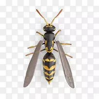 ����ֽ�Ʒ�Ӭ�䲶����-������