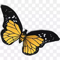 帝王蝴蝶,刷子蝴蝶,对称锚动物.毛绒动物阅读着色页-空若网 帝王蝴蝶,刷子蝴蝶,对称锚动物.毛绒动物阅读着色页-空若网