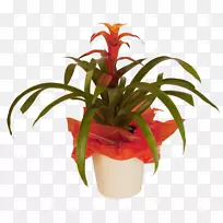 切花花卉花盆室内植物盆栽热带植物名录-空若网 切花花卉花盆室内植物盆栽热带植物名录-空若网