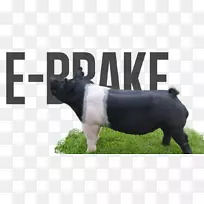 牛猪狗繁殖鼻子-汉普郡公猪-空若网 牛猪狗繁殖鼻子-汉普郡公猪-空若网