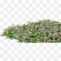 Ӣ��޹�²ݷ���޹�²ݹ�ľ�ر�-޹�²�����-������