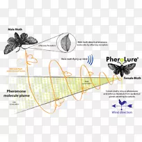 蝶蛾翅膀图形昆虫雄性鳞片昆虫-空若网 蝶蛾翅膀图形昆虫雄性鳞片昆虫-空若网