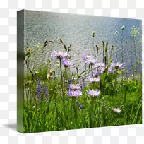 »ÀȰü·«²¼ÉãÓ°ÒÕÊõ²Ý-¿ÕÈôÍø »ÀȰü·«²¼ÉãÓ°ÒÕÊõ²Ý-¿ÕÈôÍø