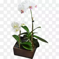 �����Ļ��������ӣ����꣬�ɶ꣬�������л���ֲ��.����������������-������