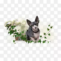 È®ÖÖ×ÀÃæ±ÚÖ½ºúÐë±Ç×Ó-ʨÉíÈËÃæÏñСè-¿ÕÈôÍø È®ÖÖ×ÀÃæ±ÚÖ½ºúÐë±Ç×Ó-ʨÉíÈËÃæÏñСè-¿ÕÈôÍø