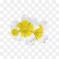 切花、草本植物、开花植物.形而上学的鼠尾草精油-空若网 切花、草本植物、开花植物.形而上学的鼠尾草精油-空若网