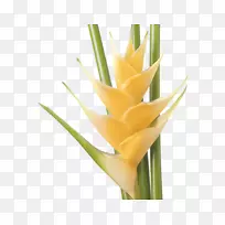 意大利海棠切花巴西热带花摇篮中的摩西-空若网 意大利海棠切花巴西热带花摇篮中的摩西-空若网