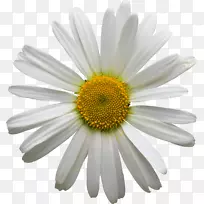 花束设计窗框花园-甘菊-空若网 花束设计窗框花园-甘菊-空若网