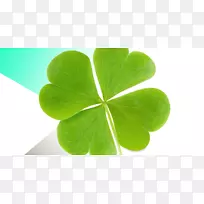 四叶草三叶草-空若网 四叶草三叶草-空若网