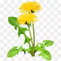 蒲公英插花艺术-蒲公英-空若网 蒲公英插花艺术-蒲公英-空若网